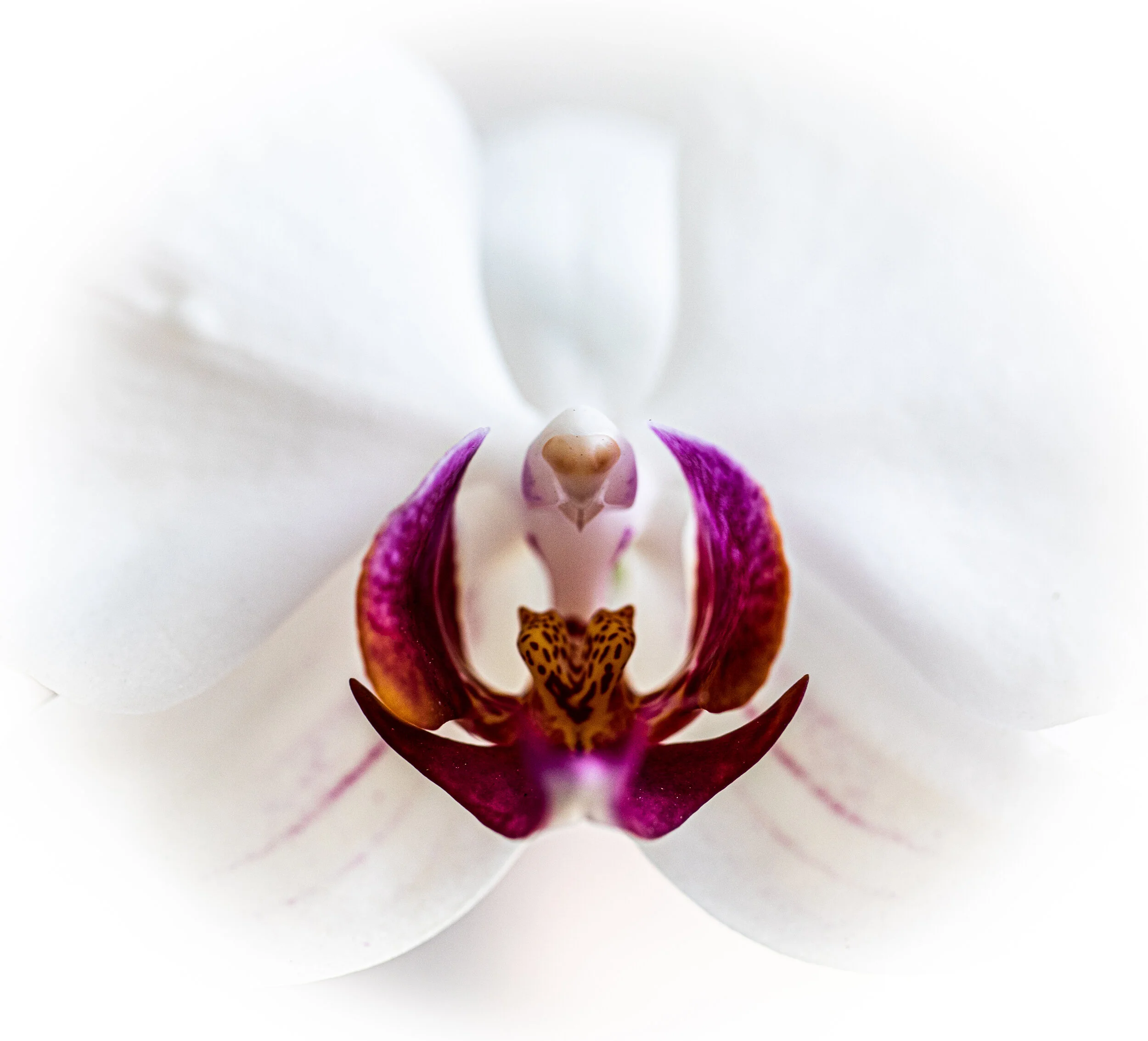 Orchid1