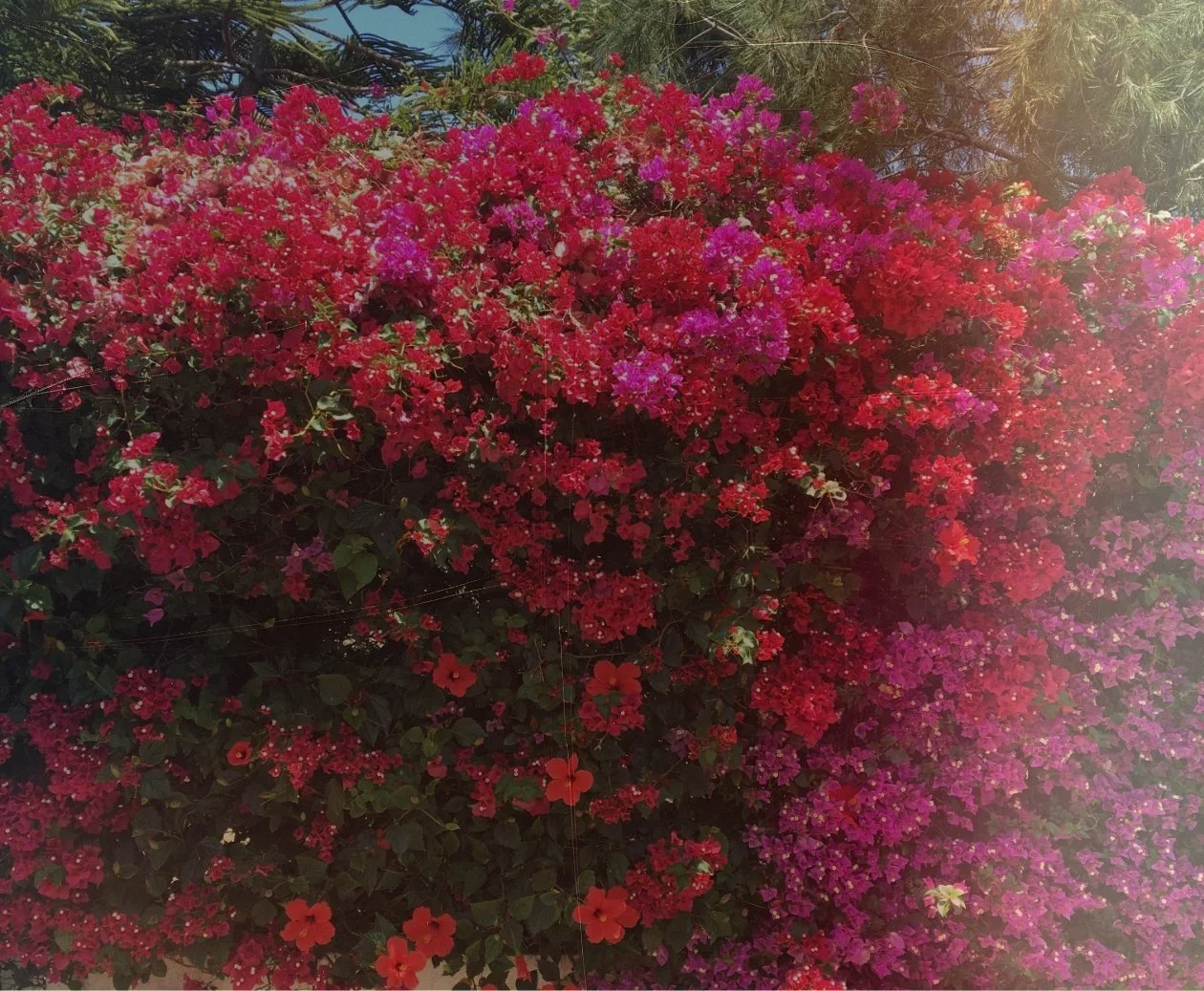 fucschia flowers los angeles