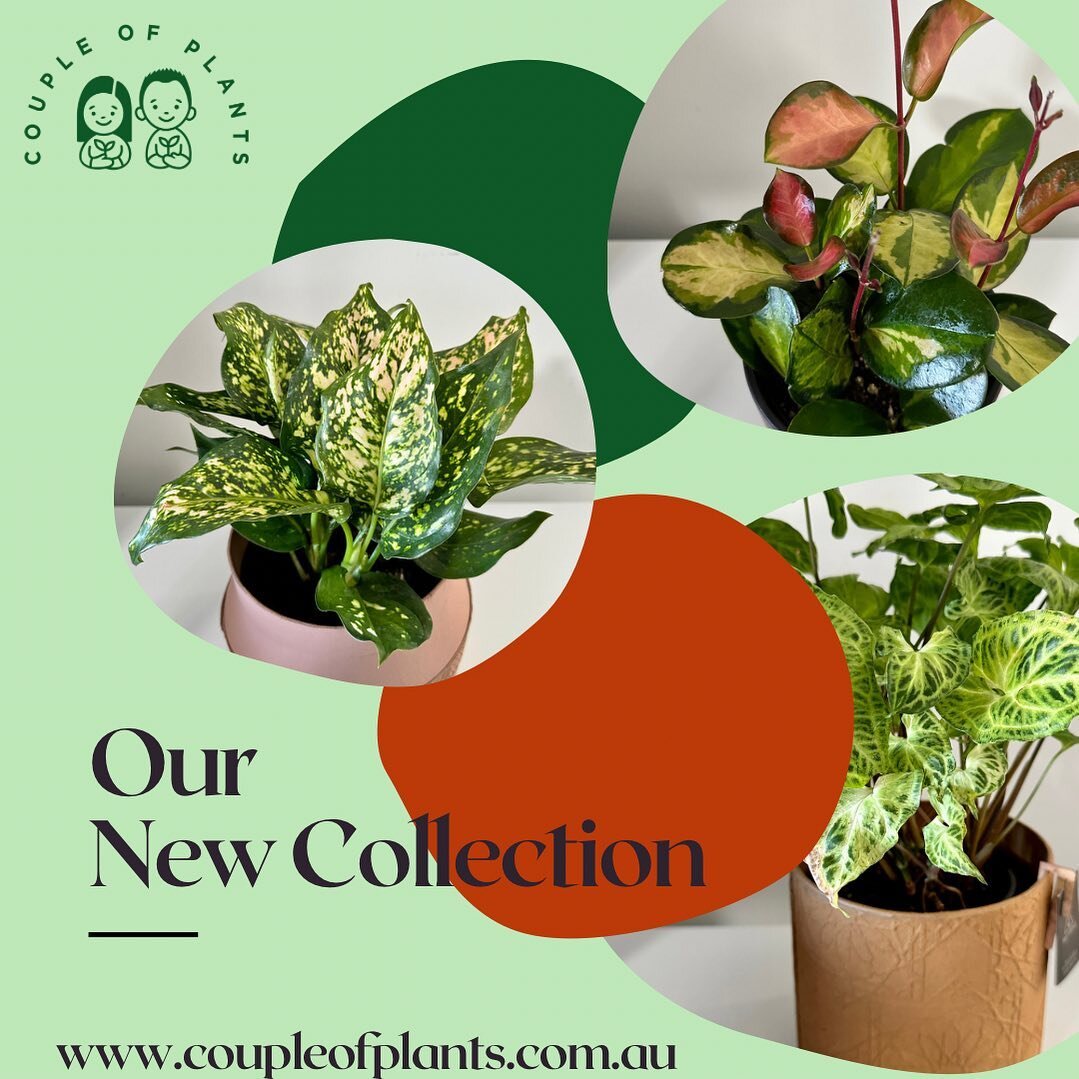 Happy Monday everyone! 

We've been pretty busy over the weekend hand picking some gorgeous new plants for our online store. 

Jump on our website today and check our new collection.

Eran and Nabila x