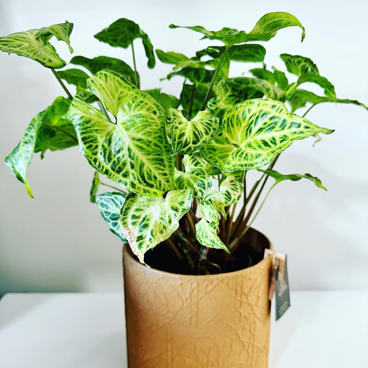 *** Syngonium 'Batik' *** 

A gorgeous houseplant best known for it&rsquo;s distinct foliage.  The arrow-headed green leaves with white veins throughout makes it a unique addition to any home.

This beauty can reach up to 6 feet high but can be prune