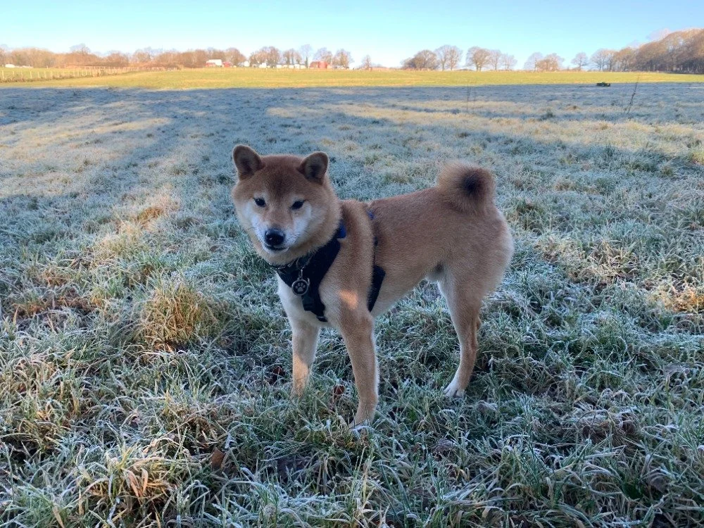 Albie3.jpg