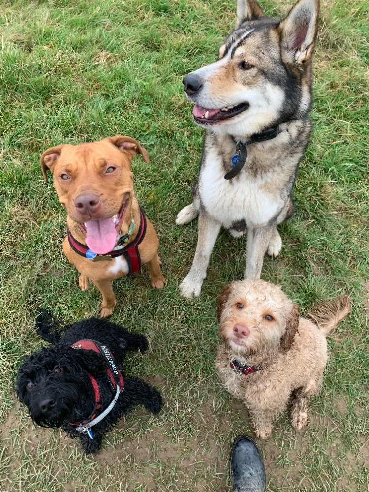 bailey and nala.jpg