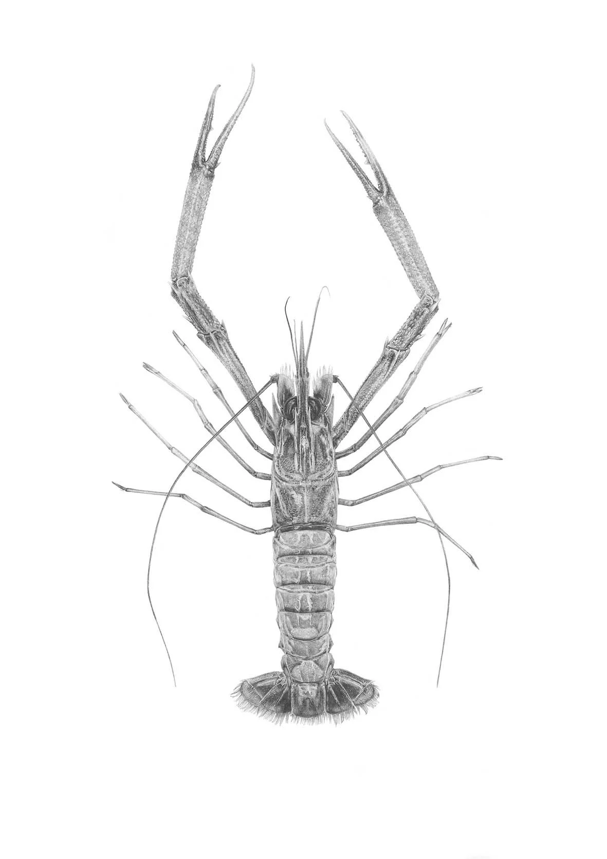 Scampi
A3, A2, 500x700mm sizes available