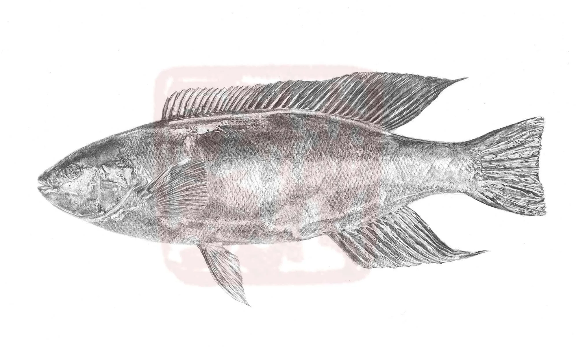 Fine Art Prints — Tim Li Art