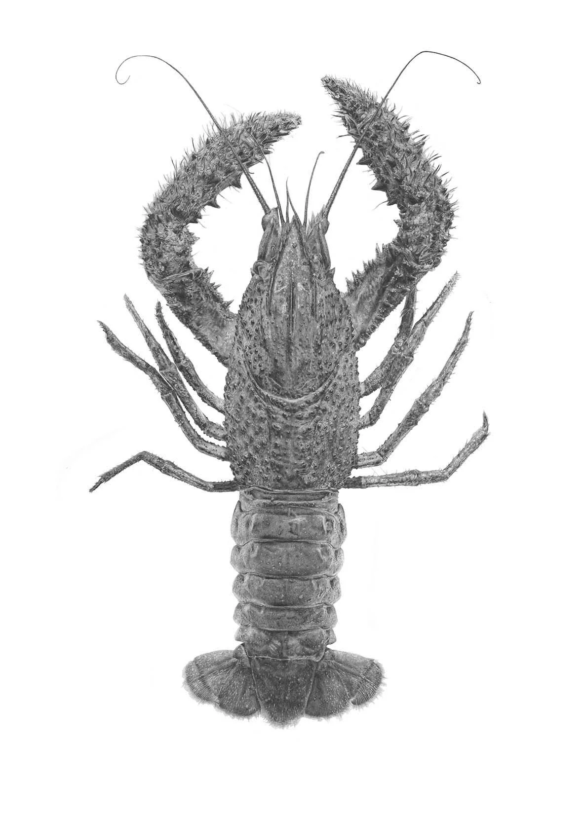 Southern Freshwater Kōura 
A3, A2, 500x700mm sizes available