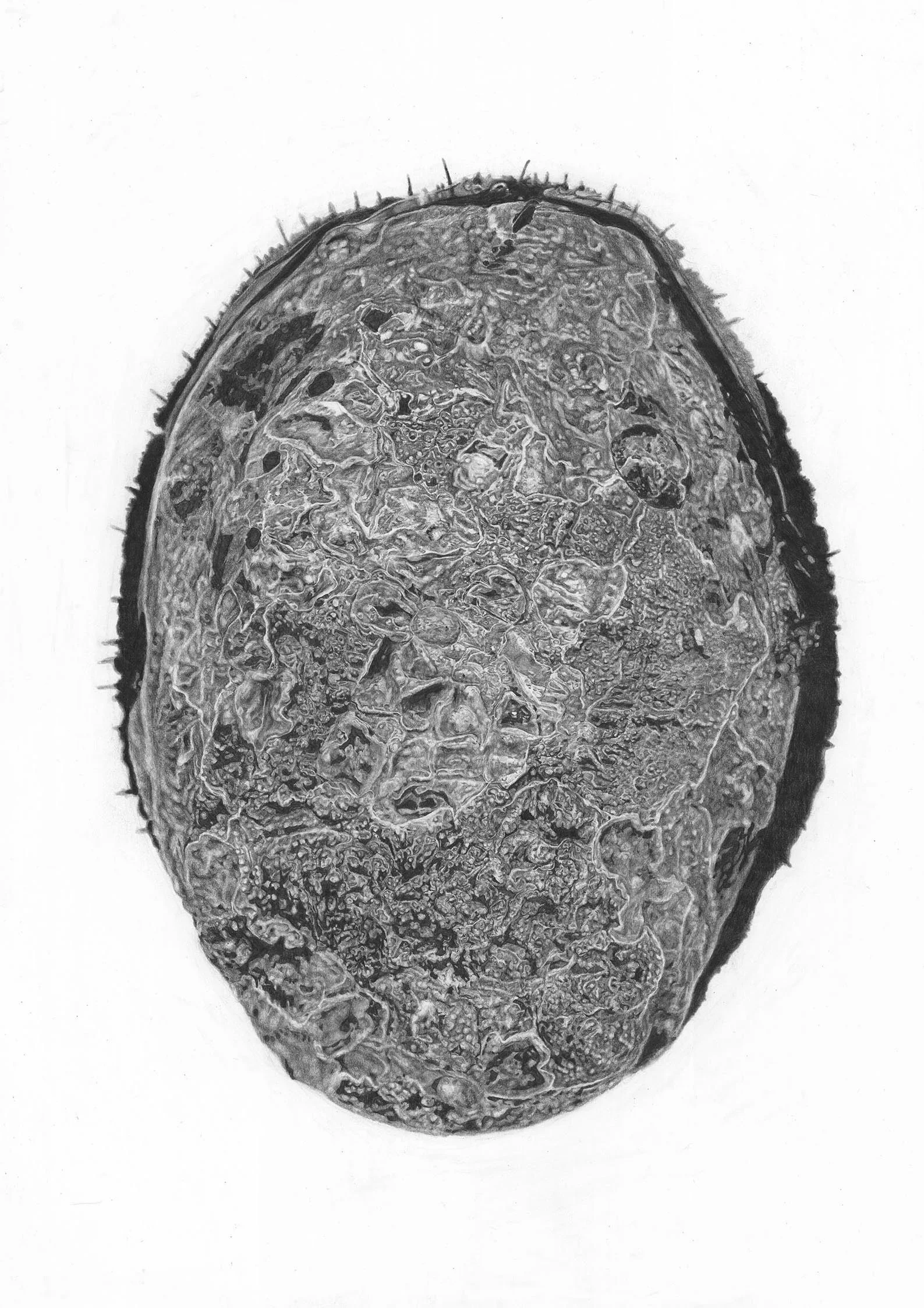 Pāua 
1 x 500x700mm custom framed print available