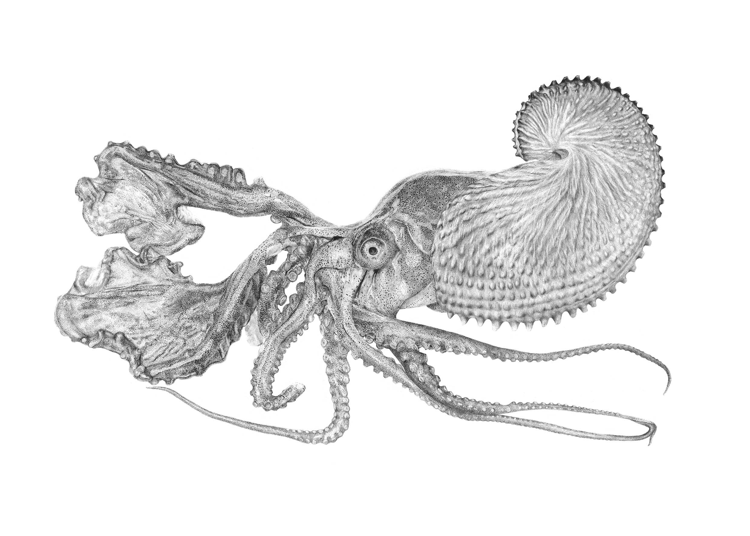 Pūpū Tarakihi / Paper Nautilus 
A3, A2, 500x700mm sizes available