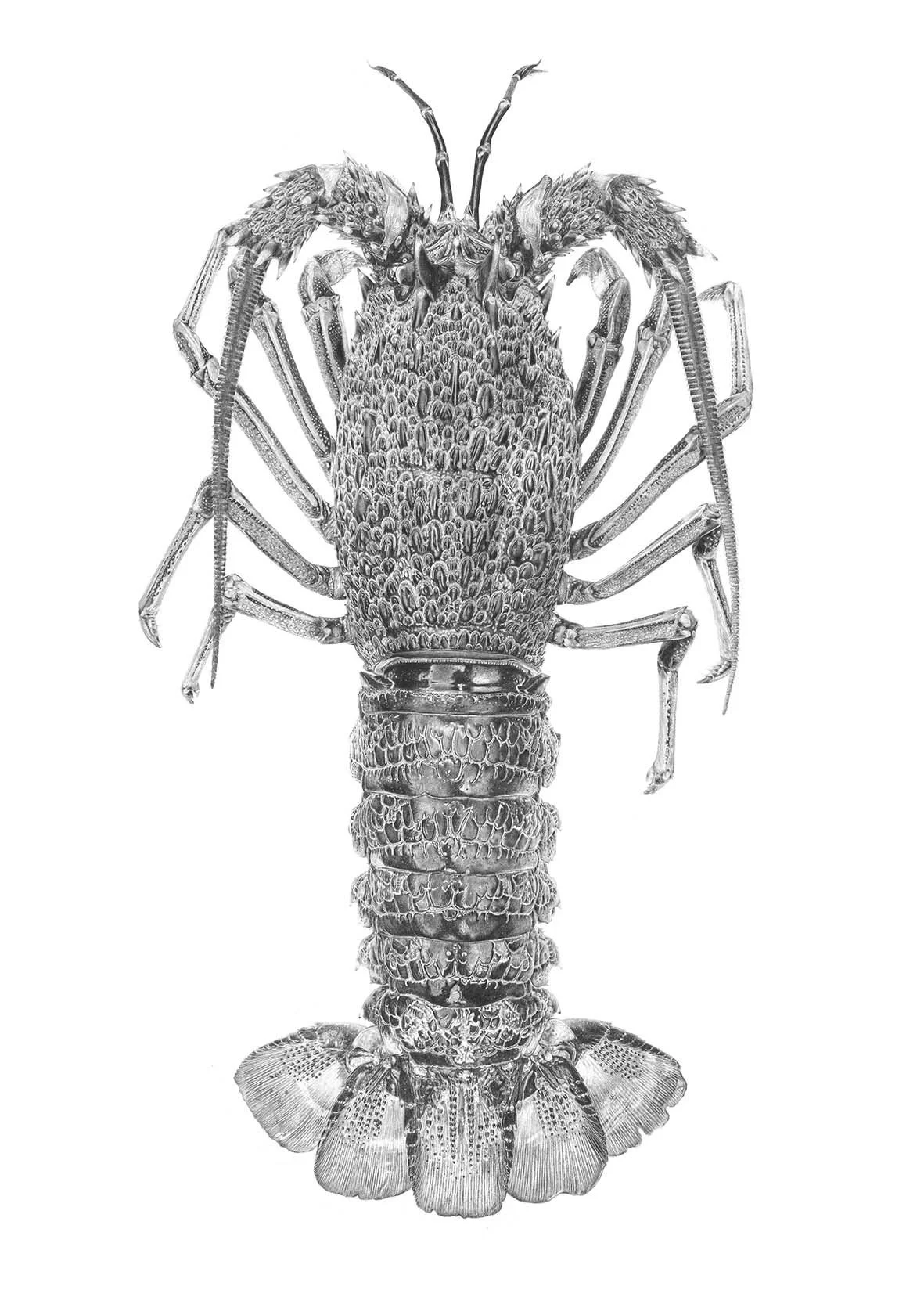 Kōura Papatea / Spiny Rock Lobster
500x700mm, 1000x700mm sizes available