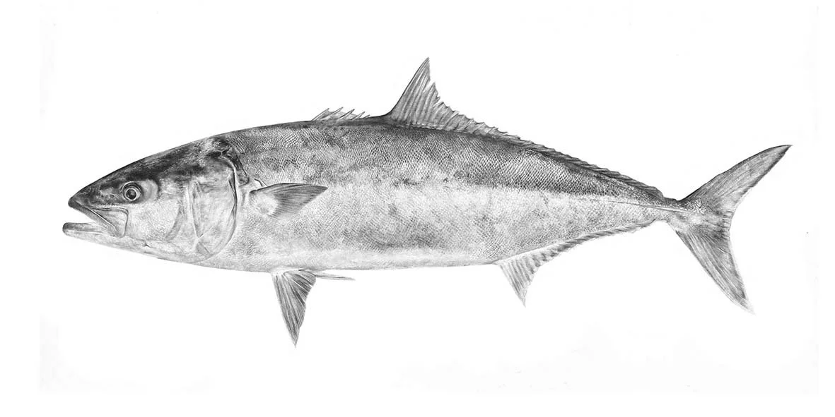 Warehenga / Yellowtail Kingfish 
500x700mm, 1000x700mm, 500x1000mm sizes available