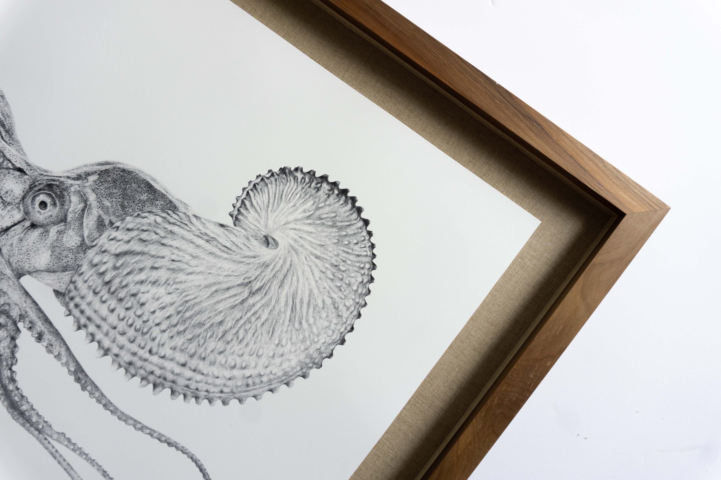 nautilusframed2.jpg