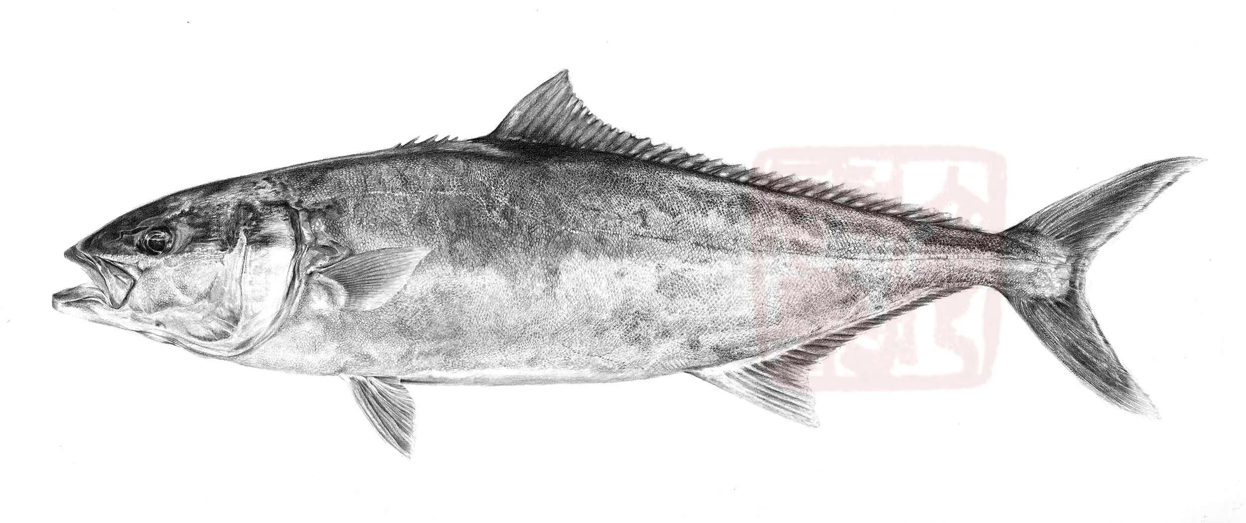 Fine Art Prints — Tim Li Art