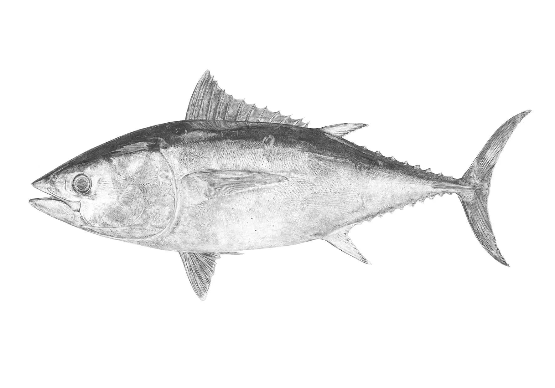 Southern Bluefin Tuna 
500x700mm, 1000x700mm, 500x1000mm sizes available