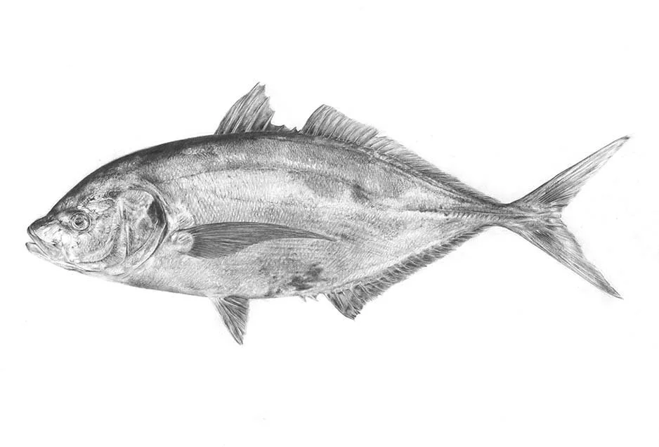 araara / trevally 
A3, A2, 500x700mm sizes available