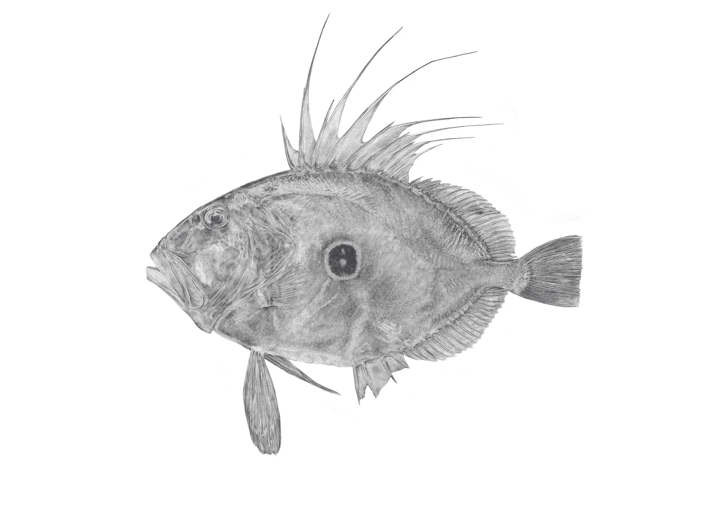 Kuparu / John Dory
A3, A2, 500x700mm, 500x500mm, 700x700mm sizes available