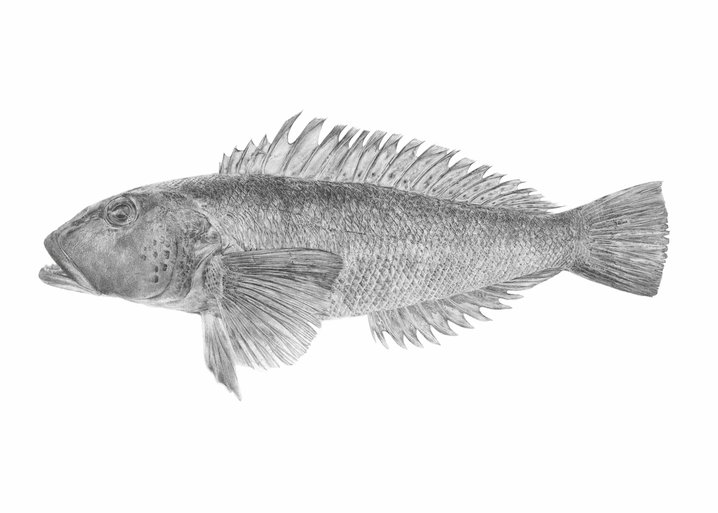 Pākirikiri / blue Cod
A3, A2, 500x700mm sizes available