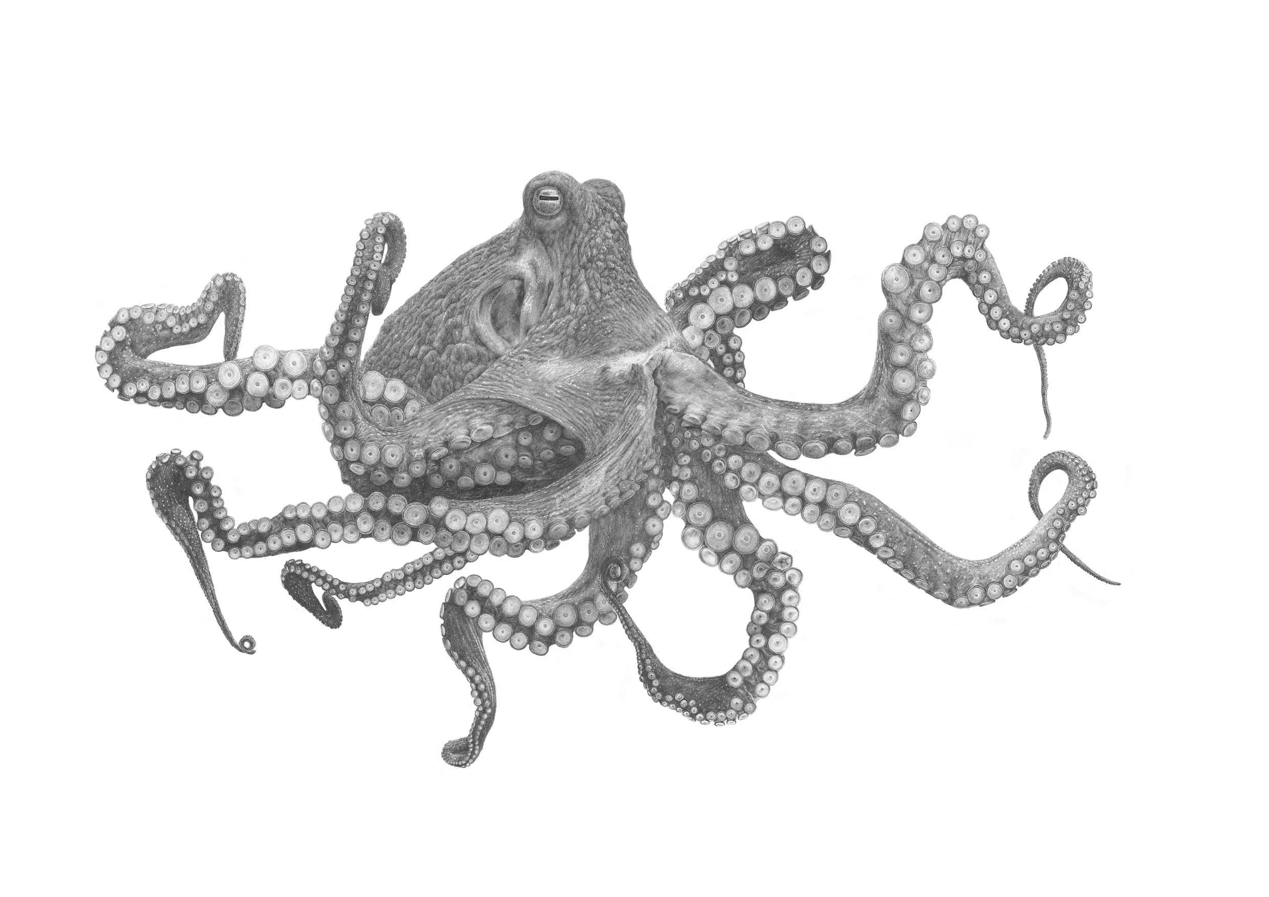Wheke / Octopus
500x700mm, 1000x700mm sizes available