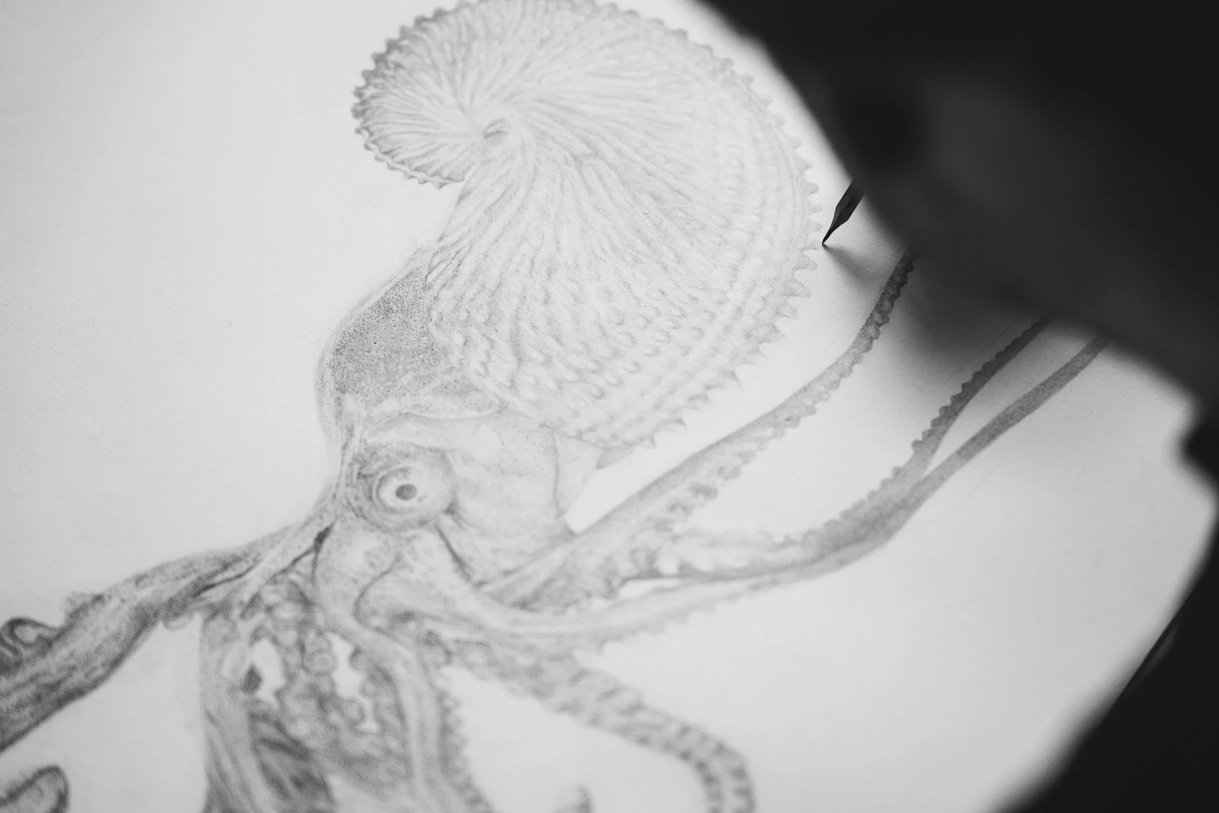 graphite drawings — Tim Li Art