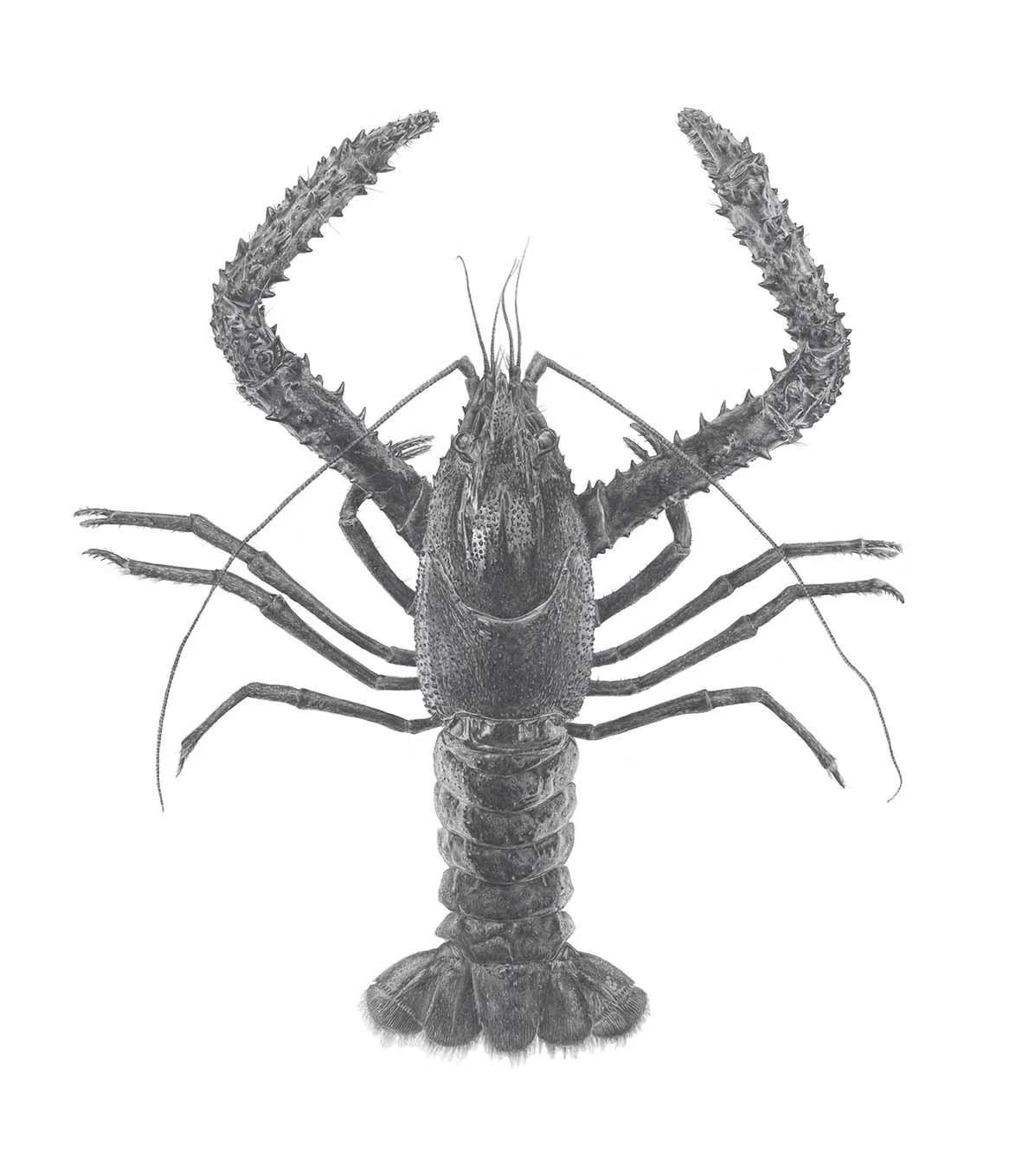 Northern Freshwater Kōura
A3, A2, 500x700mm sizes available