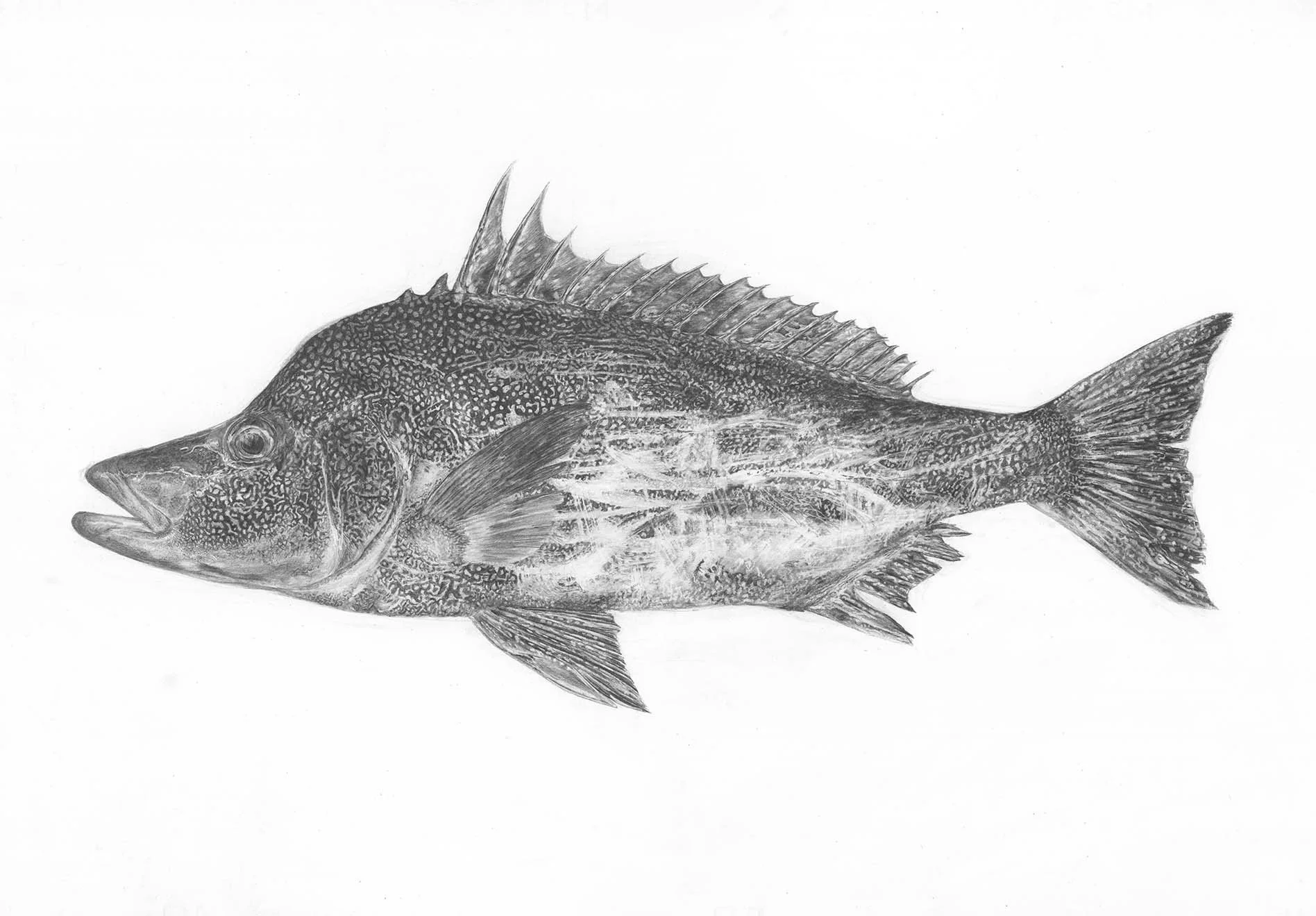 Male Giant Boarfish 
A3, A2, 500x700mm sizes available