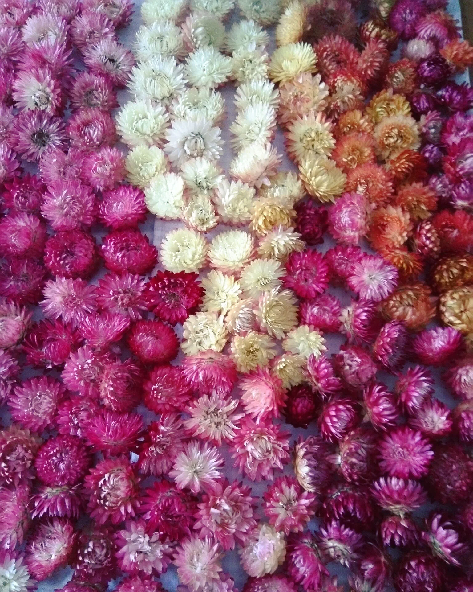 Dried Flowers — Flower seeds australia — The Cottage Flower Farm
