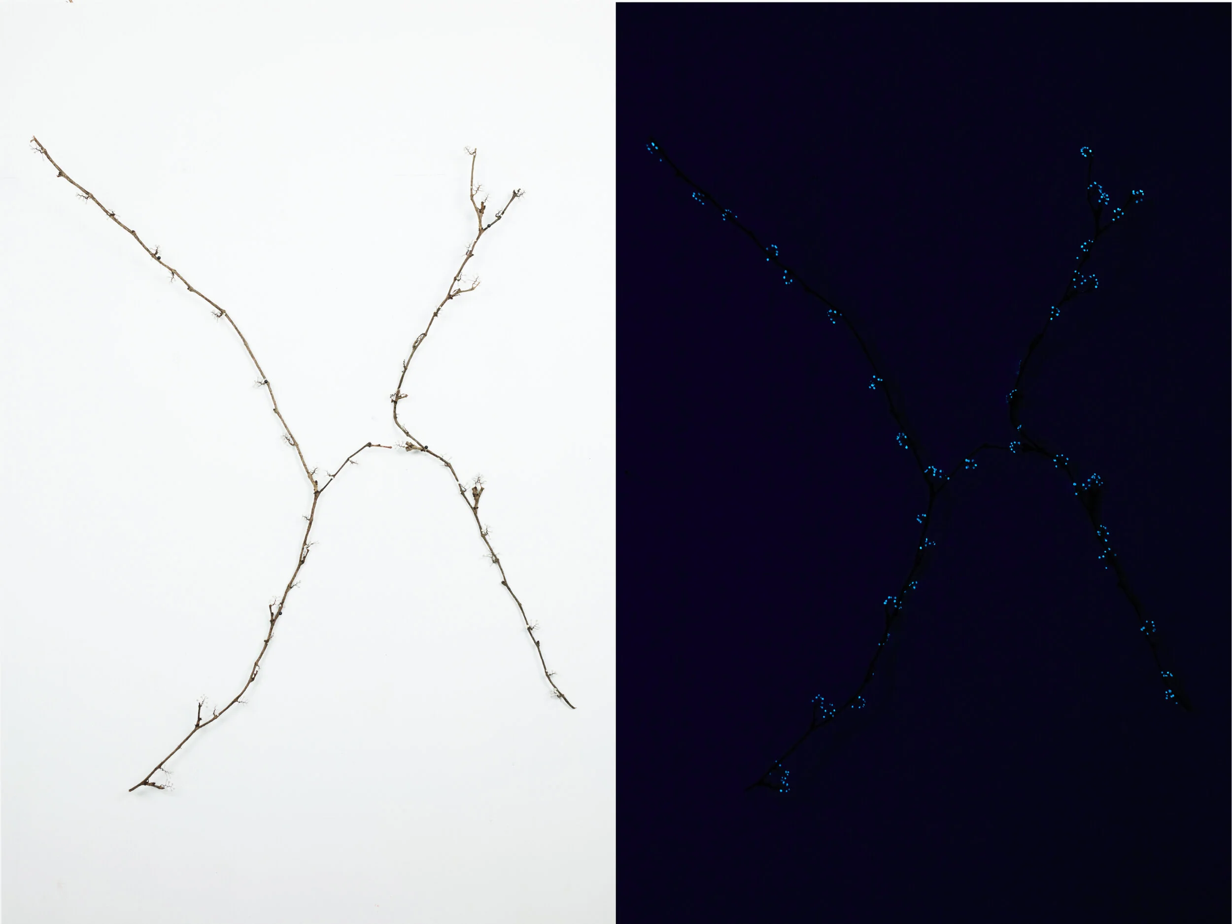 _96A2014julie navarro constellations 04-2021.jpg