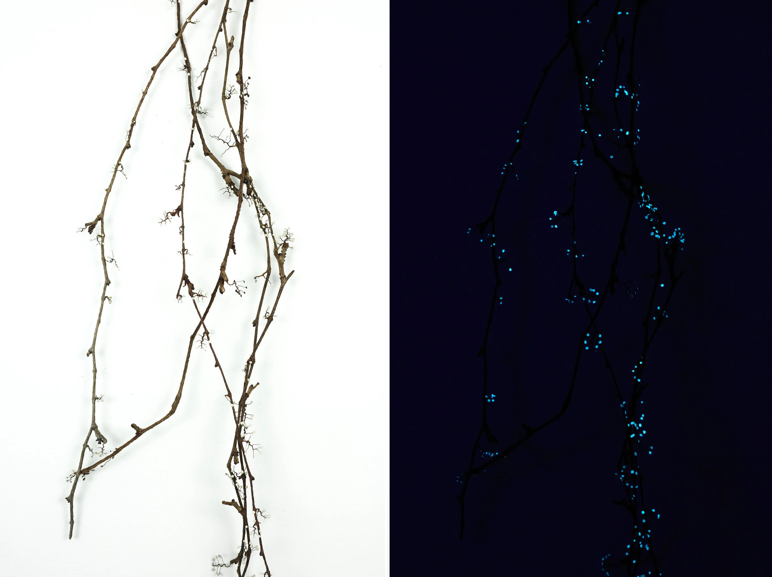 _96A2074julie navarro constellations 04-2021.jpg