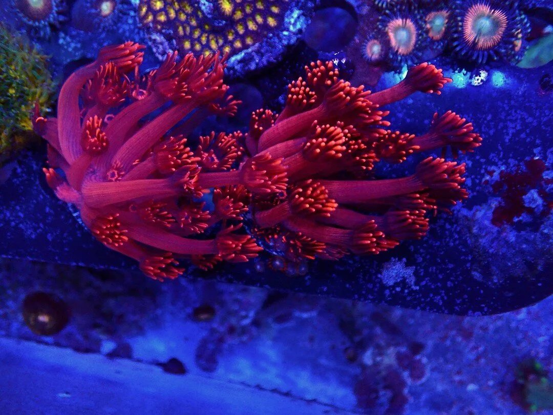 Photos — Drysdale Aquarium, Inc