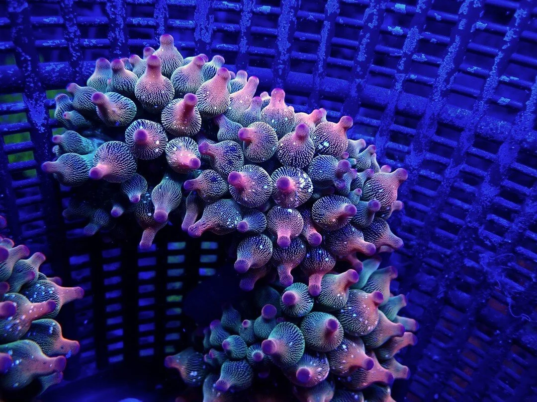 Photos — Drysdale Aquarium, Inc