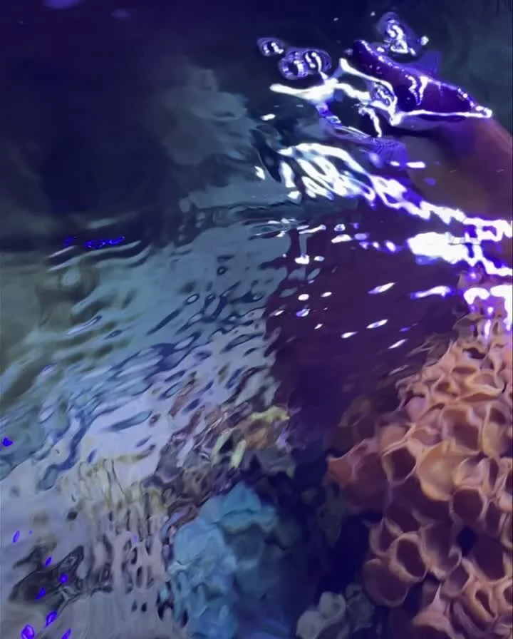 Photos — Drysdale Aquarium, Inc