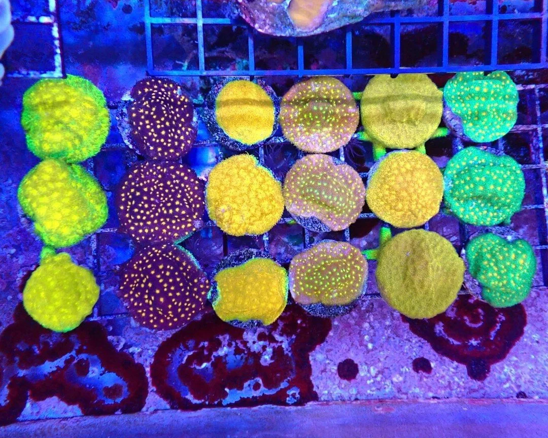 Photos — Drysdale Aquarium, Inc