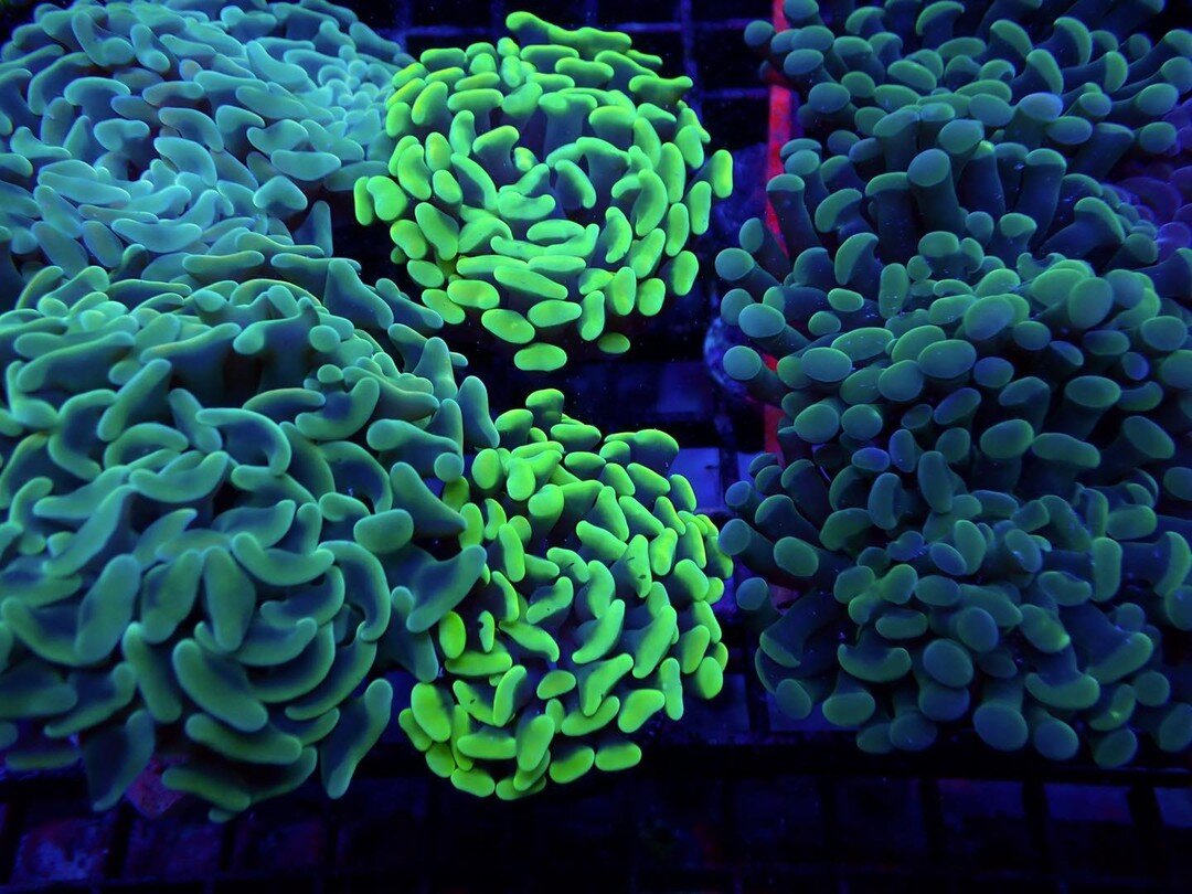 Photos — Drysdale Aquarium, Inc