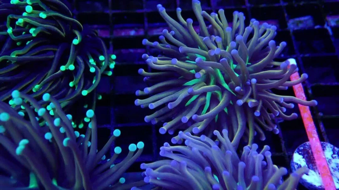 Photos — Drysdale Aquarium, Inc