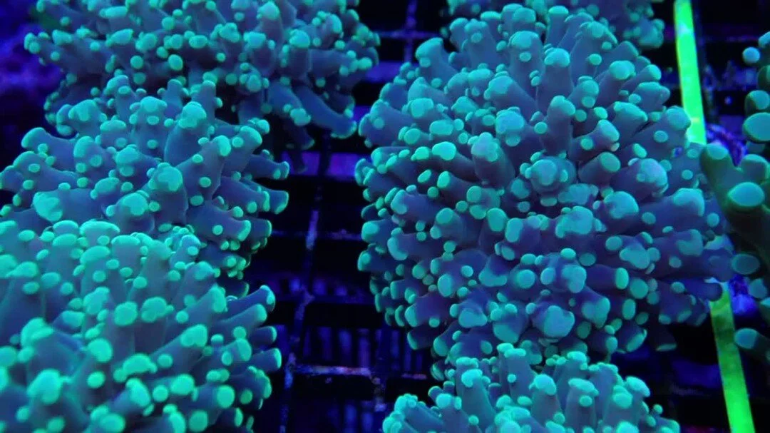 Photos — Drysdale Aquarium, Inc