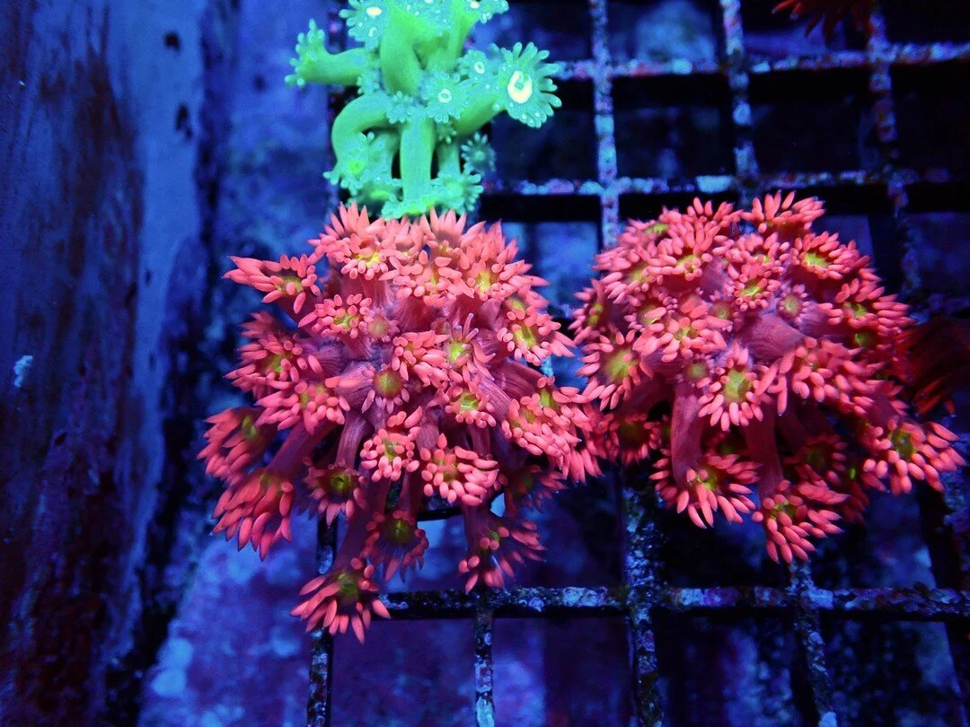 Photos — Drysdale Aquarium, Inc