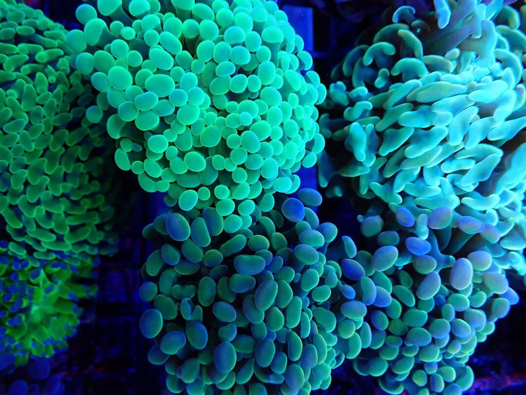 Photos — Drysdale Aquarium, Inc