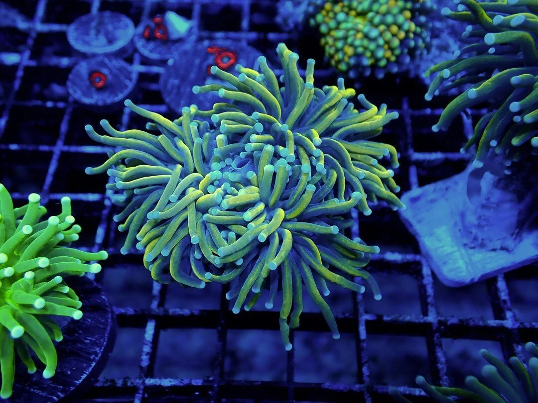 Photos — Drysdale Aquarium, Inc