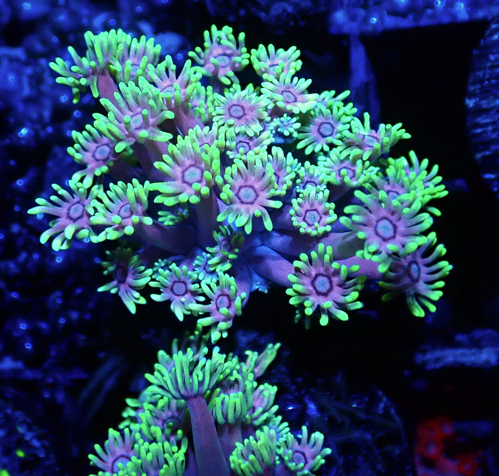 Check out some of the more recent additions to the farm.  All of these are currently available. 

SPECIALS:
Rock Flower Anemones 5/100 plus oodles of ultras
Hammers $50 - pink, gold, rainbows
FL Riccordea 5/100 - ultras only
JUMBO PIECES - stunner ch