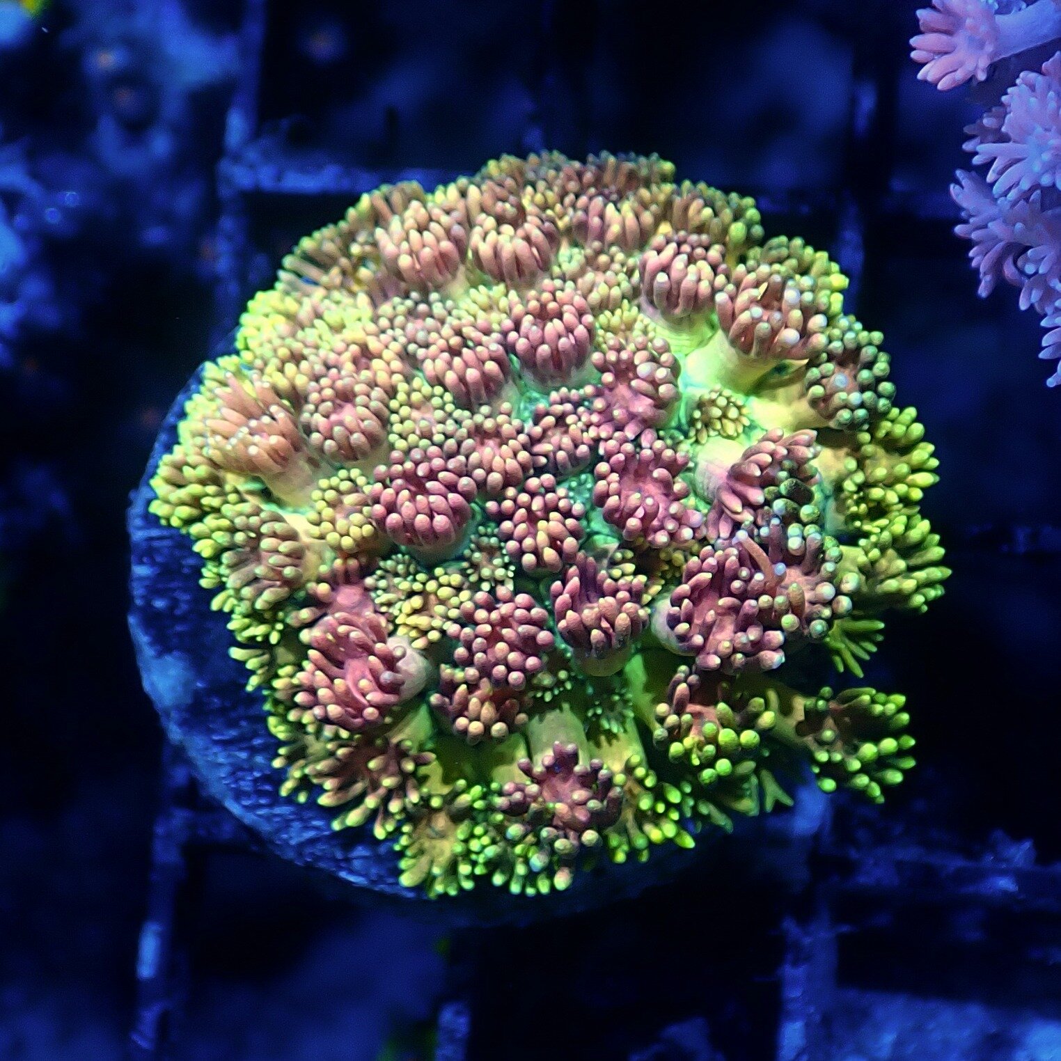 We've got a great mix of high end and $30 Goniopora and Alveopora frags available.  Feed them a couple times a week and they flourish!

 We've got discounts on new torches, Riccordea and flower anemones this week.

Open Fridays 12-5 and Saturdays 10-