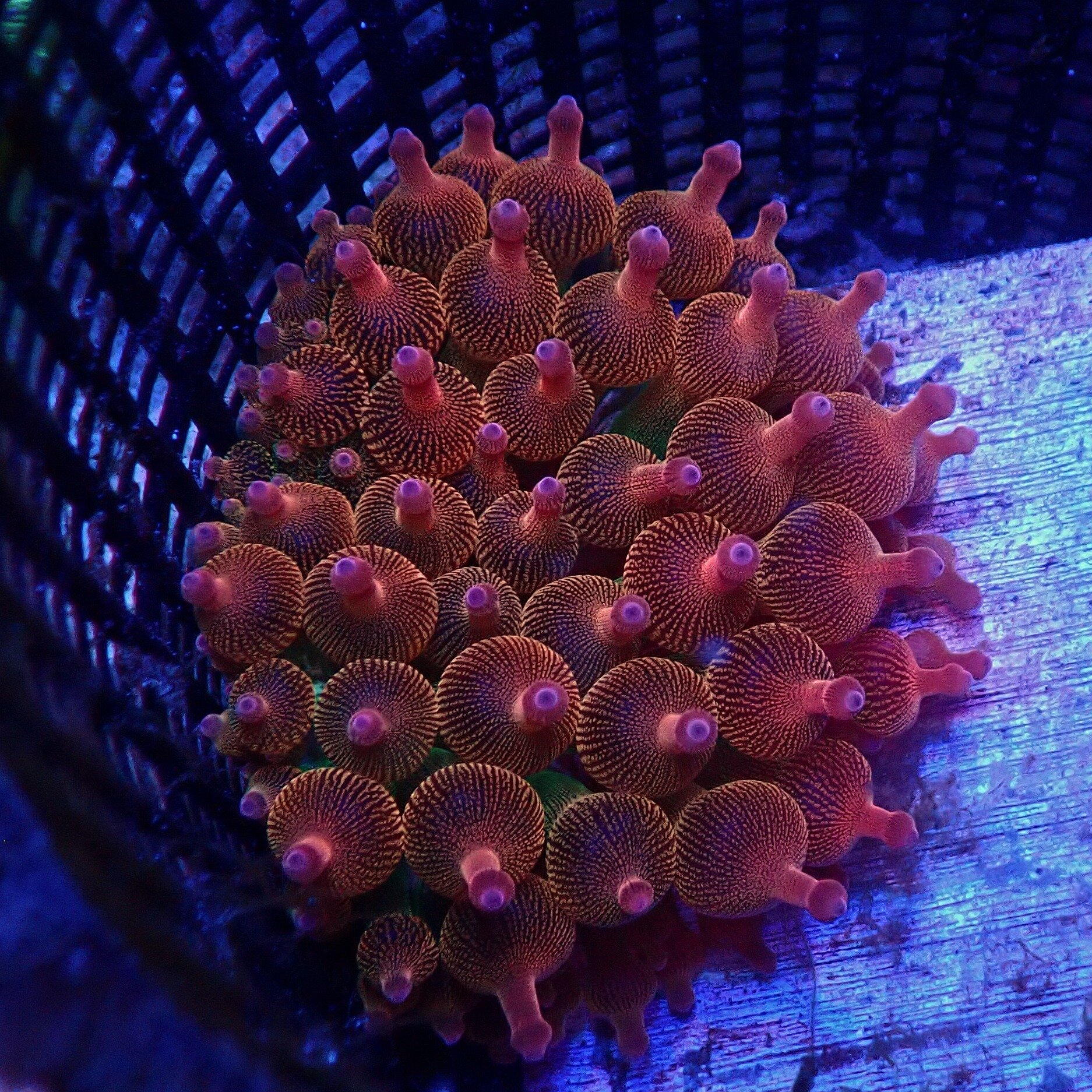 We've got a nice variety of aquacultured bubble tip anemones available. 

NOTE - hours are wonky this weekend - it's my birthday. 
Friday 10-3ish 
Saturday noon-ish to 5. 
Best to call ahead if you plan on coming towards the &quot;ish&quot; 
Sunday, 