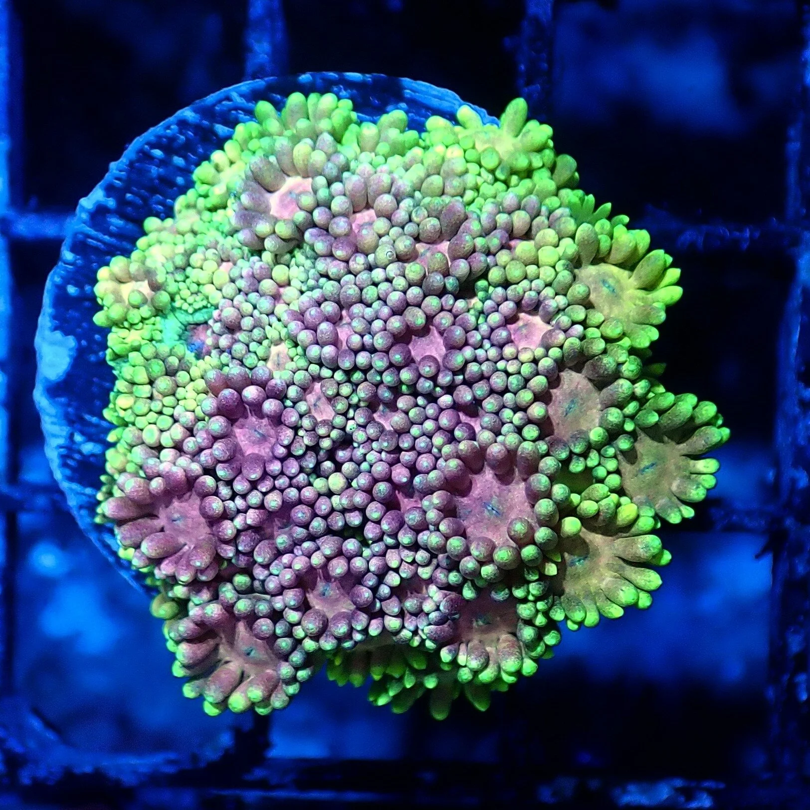 Photos — Drysdale Aquarium, Inc