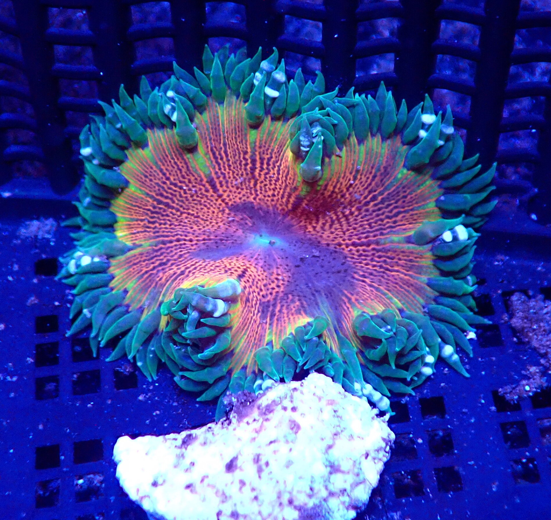 Come check out the biggest selection of rock flower anemones in the Tampa area.  We've got oodles of ultras and 5 packs for $100!

New this week: 
Vargas Cespitularia
Skittles bomb Cyphastrea
Bizarro Cyphastrea
3 types of Gorgonian
Gold cloves
Sympod