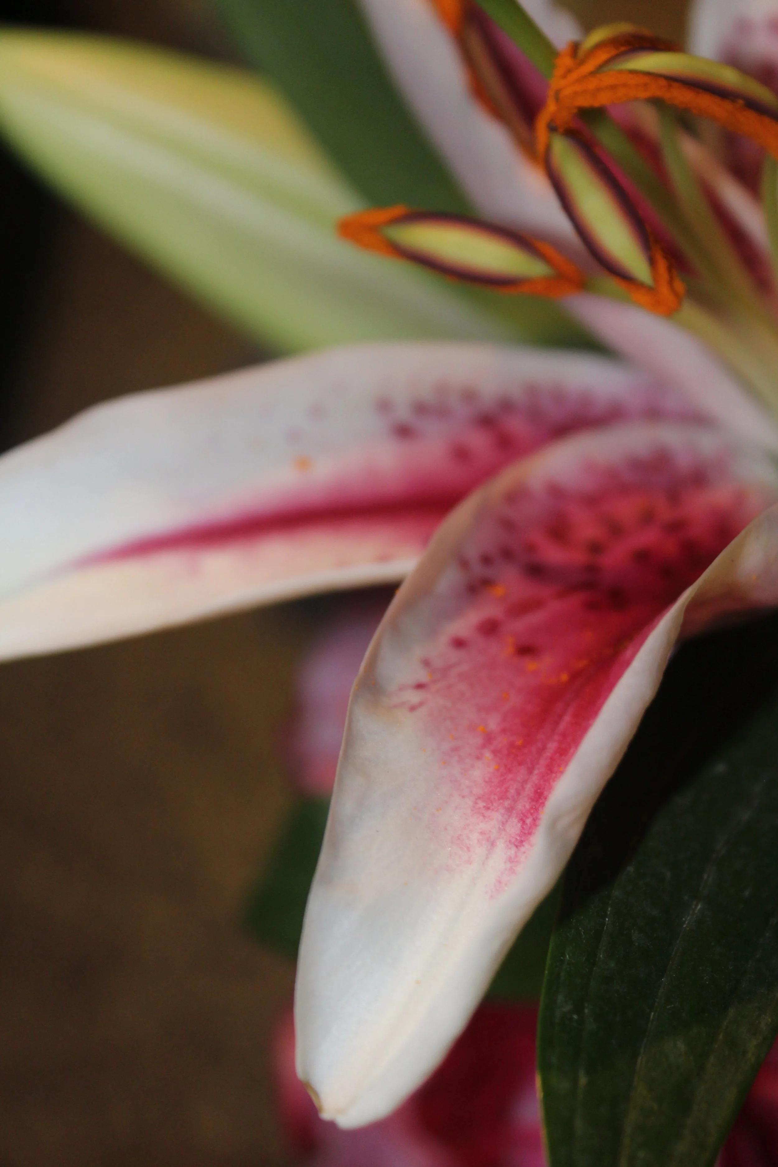 6 Sensory Rituals to Regulate Your Nervous System For High-Achieving Women