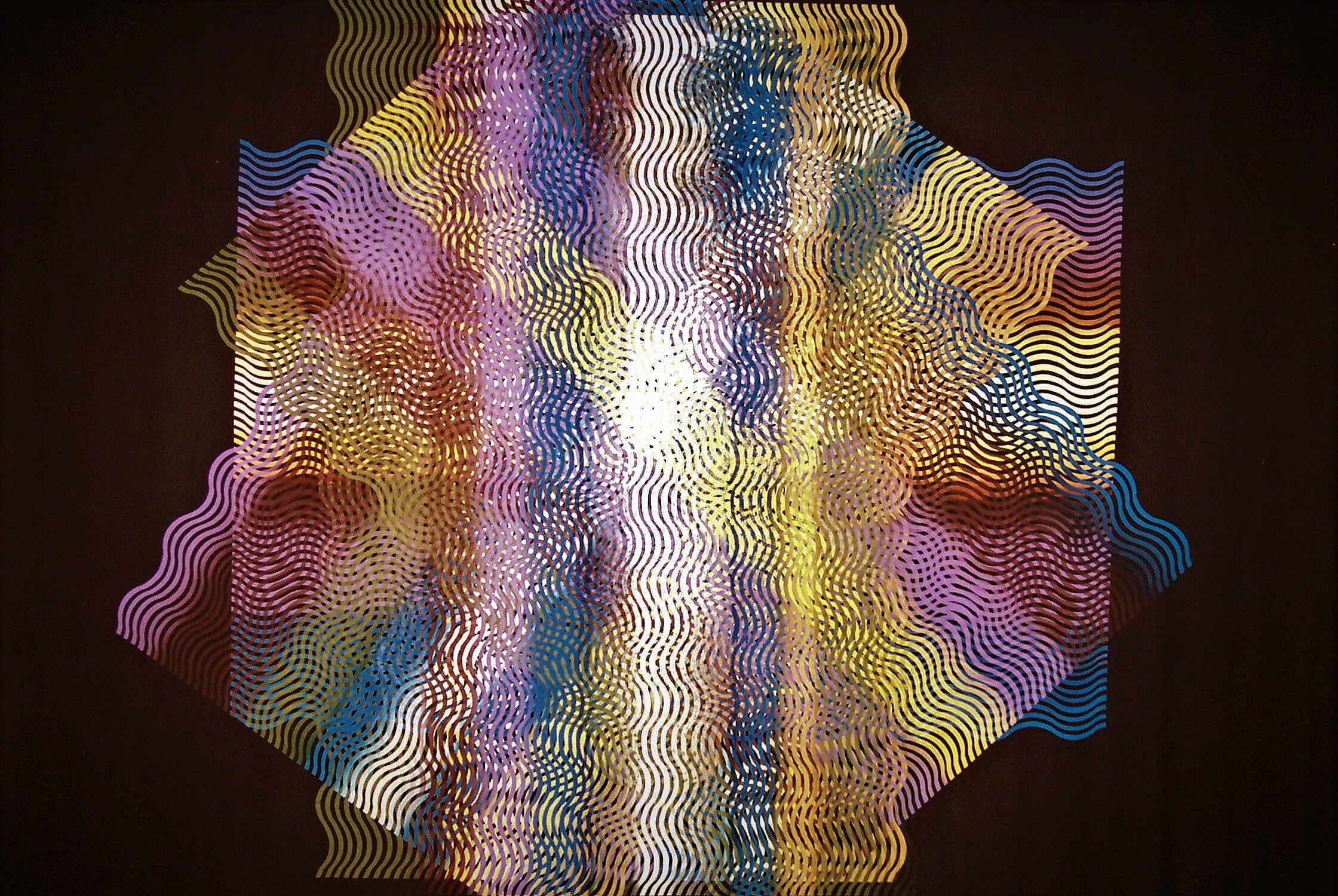 Chrysanthemum 4 x 4’