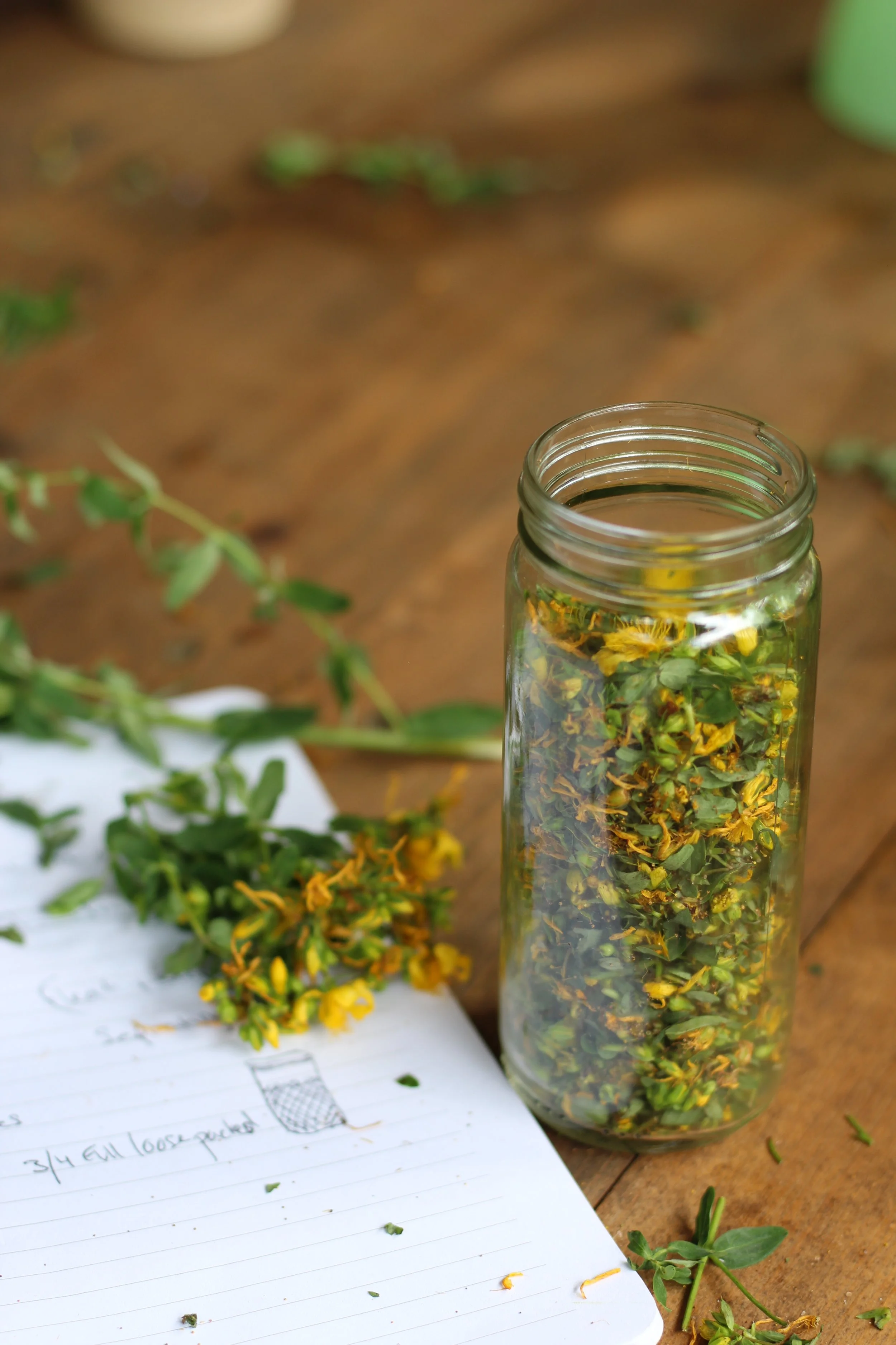 St. Johns Wort Fresh.JPG