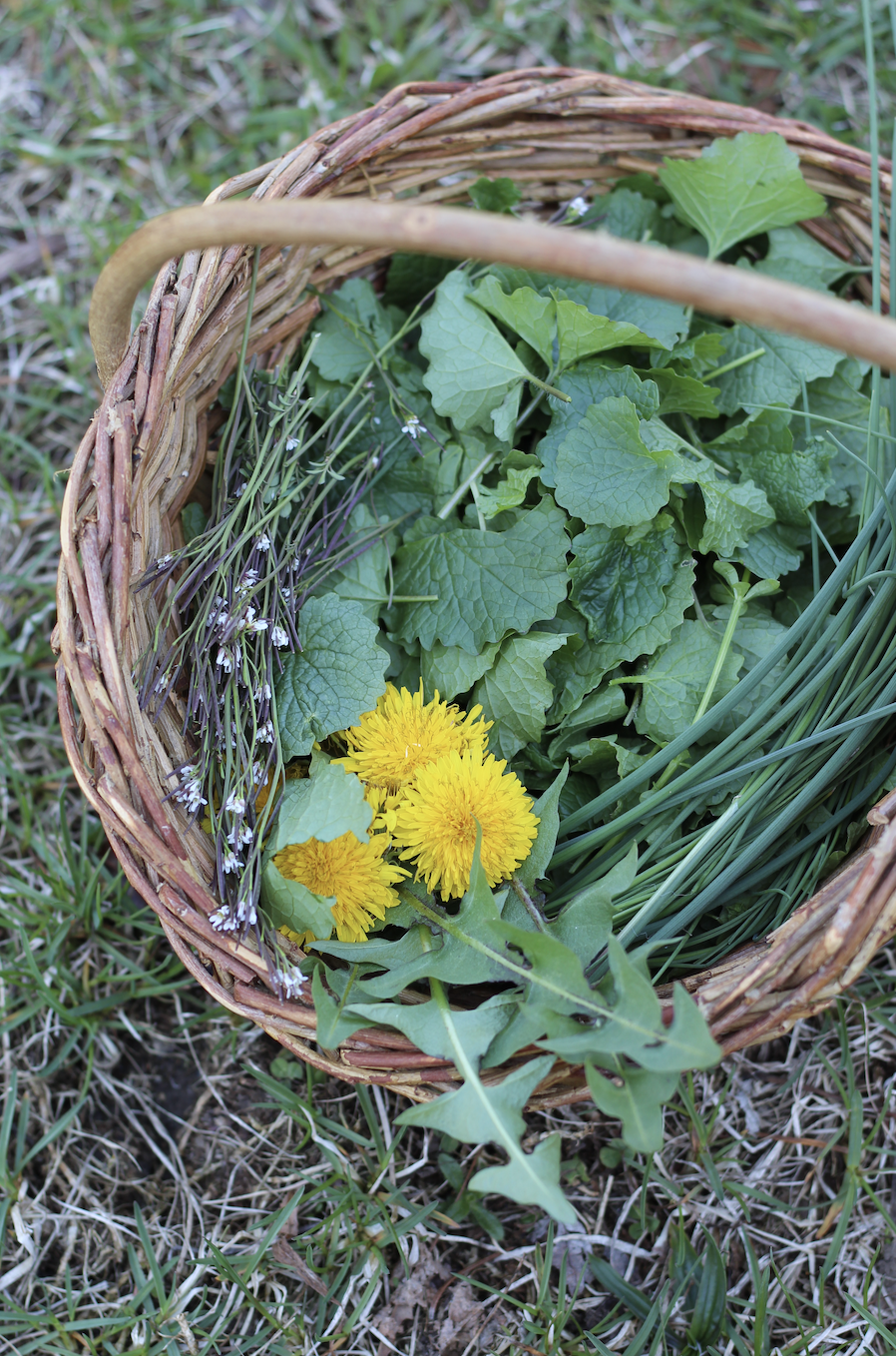 Seasonal Herbal Mentorship - Spring Session April 17-19