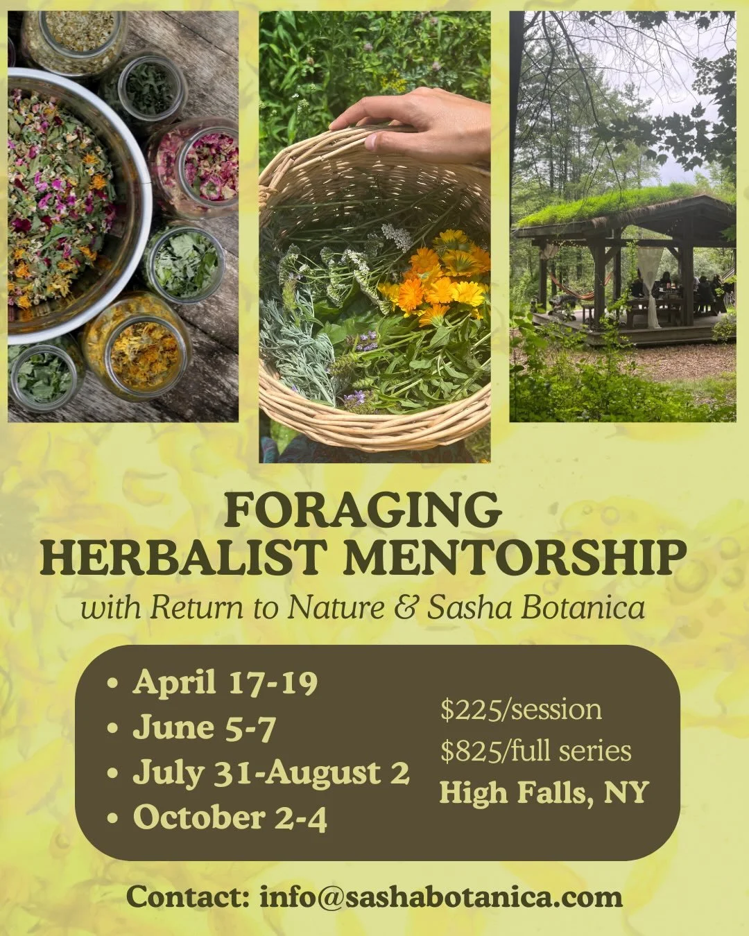 This year @returntonature and I are offering a Foraging Herbalist Mentorship! 

Our spring session is coming up April 17-19. In early spring, many of the plants returning at this time of year are traditionally worked with to support the body&rsquo;s 