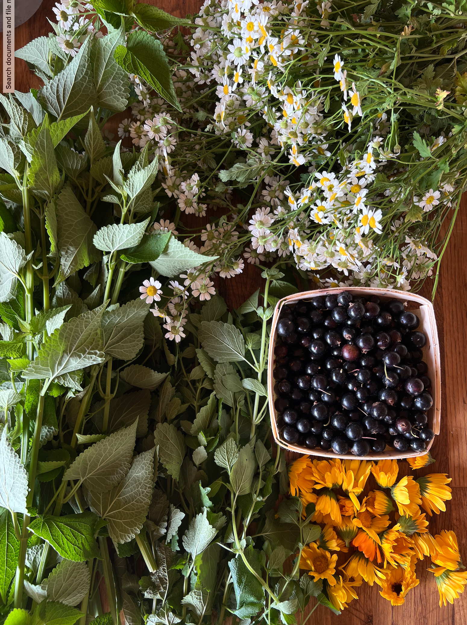 Foraging Herbalist Mentorship - Early Summer Session June 5-7 