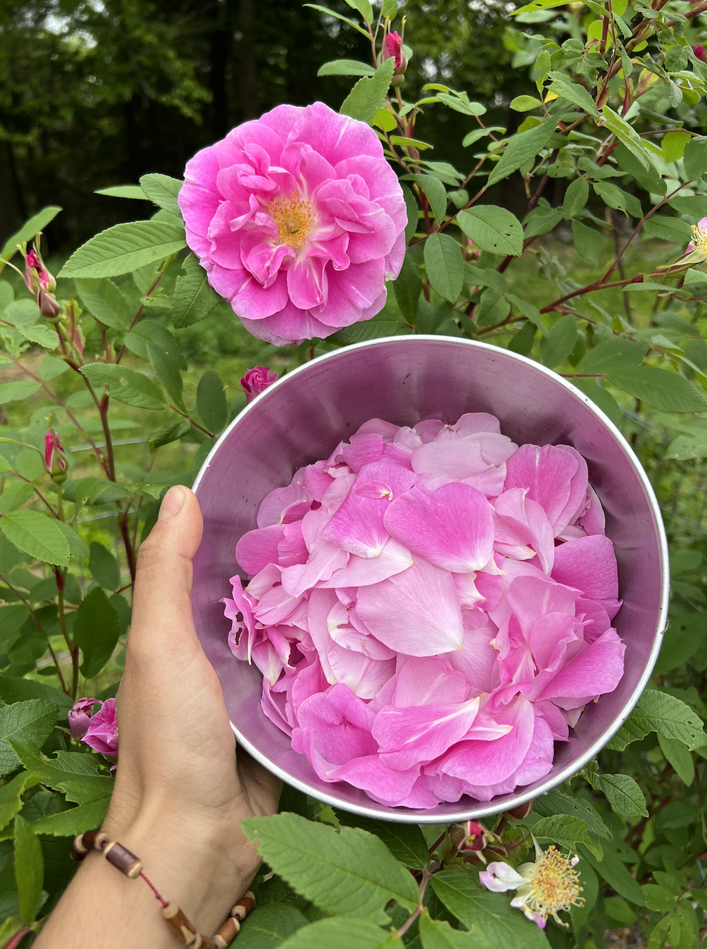 Body as Moon Ritual Series: Session 4 - The Waning Moon