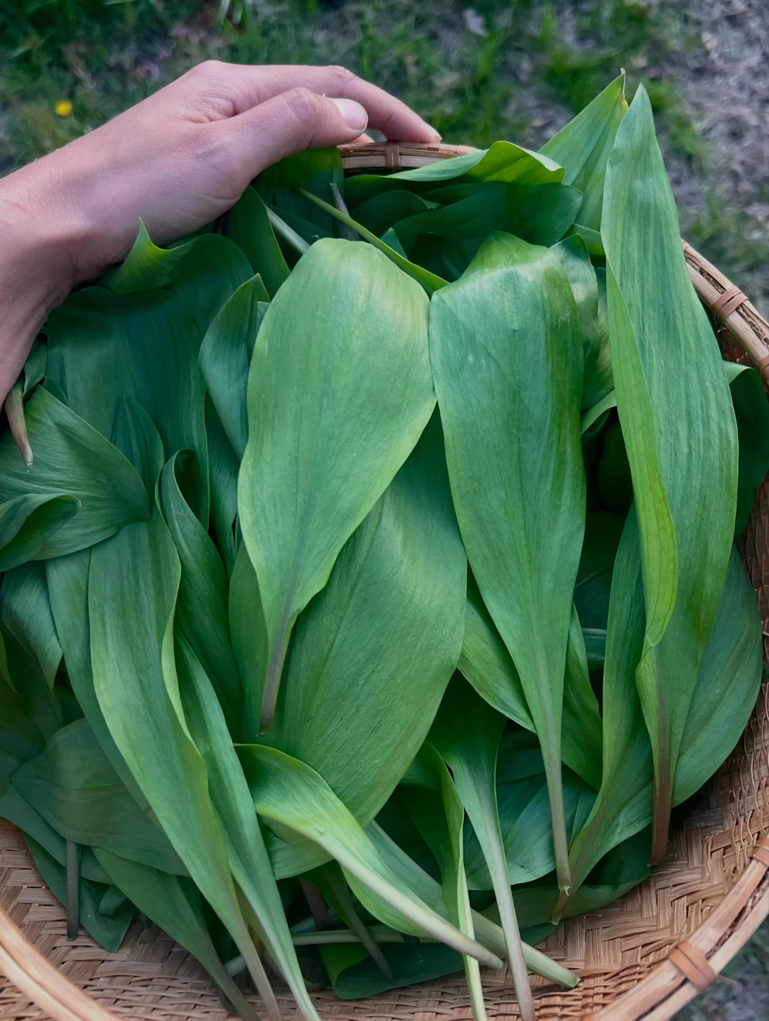 Spring foraging is in full swing here in the Hudson Valley! Many of the plants appearing this time of year are deeply nourishing and have long been worked with to support the body through the transition into spring. 

@returntonature and I have creat