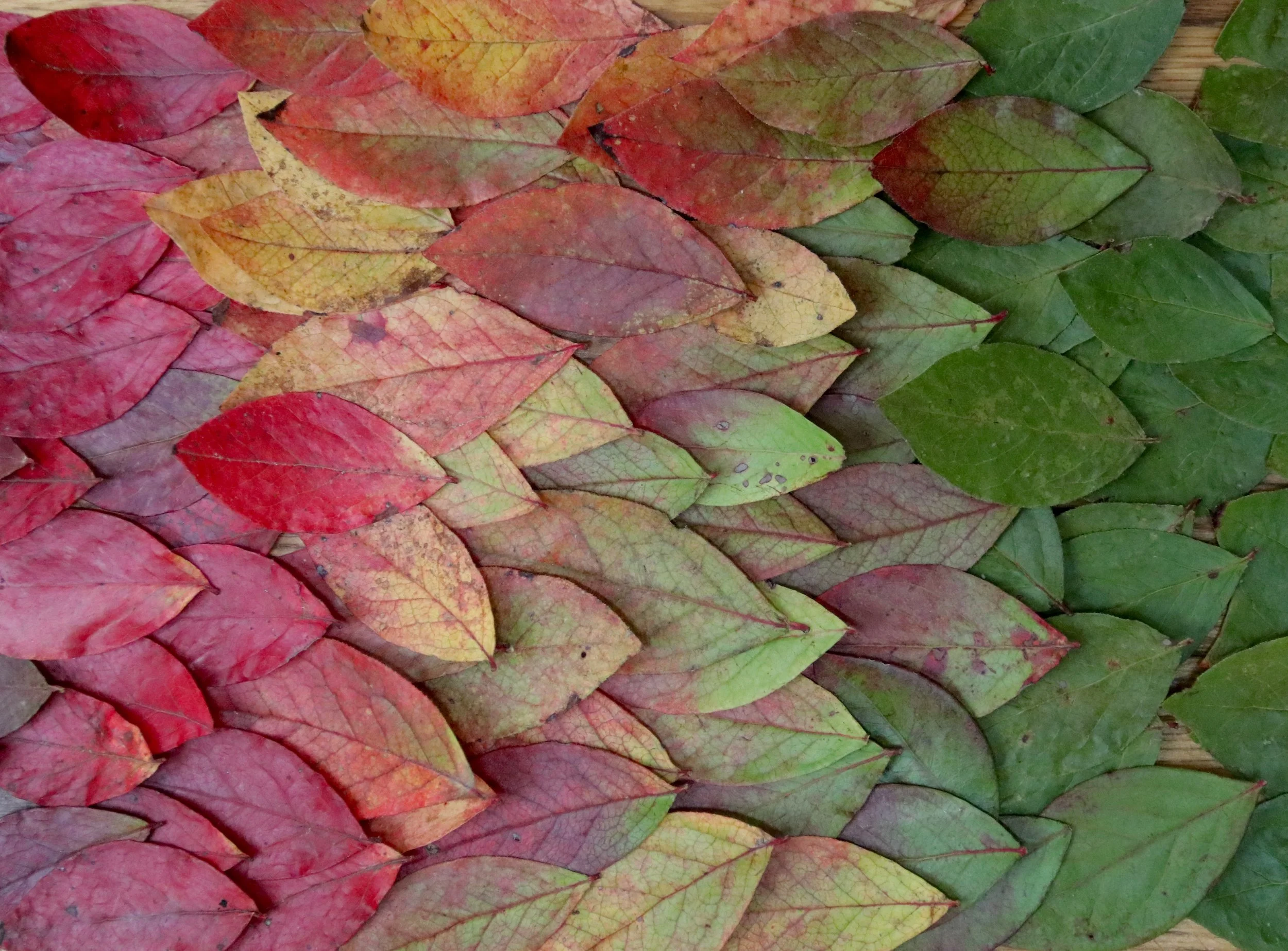 Turning Inward: Autumn Women’s Retreat in Napanoch, NY 
